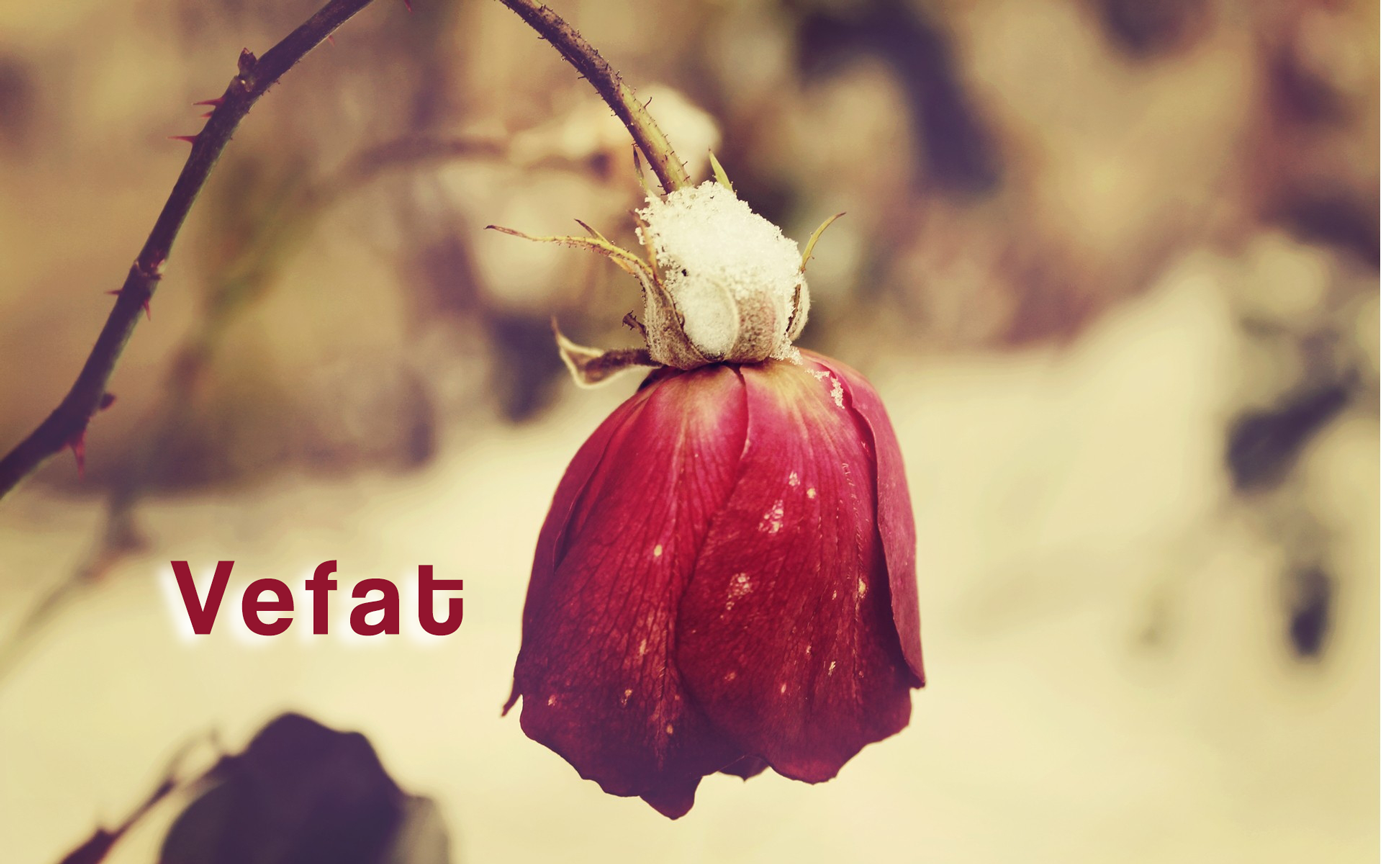 vefat-654